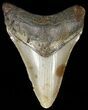 Bargain, Megalodon Tooth - North Carolina #65700-1